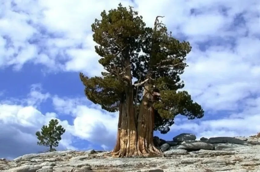 Победители в гонке за вечность: кто живет на Земле тысячи лет