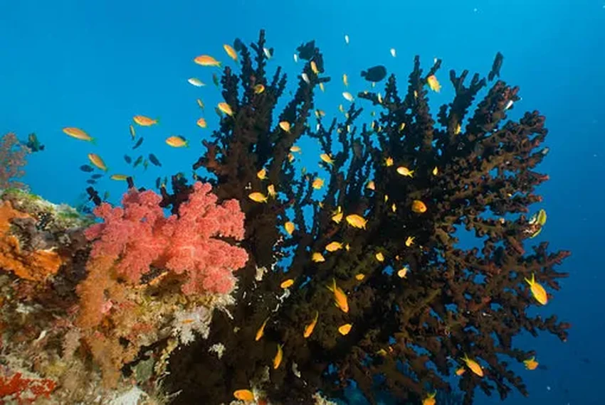 Победители в гонке за вечность: кто живет на Земле тысячи лет