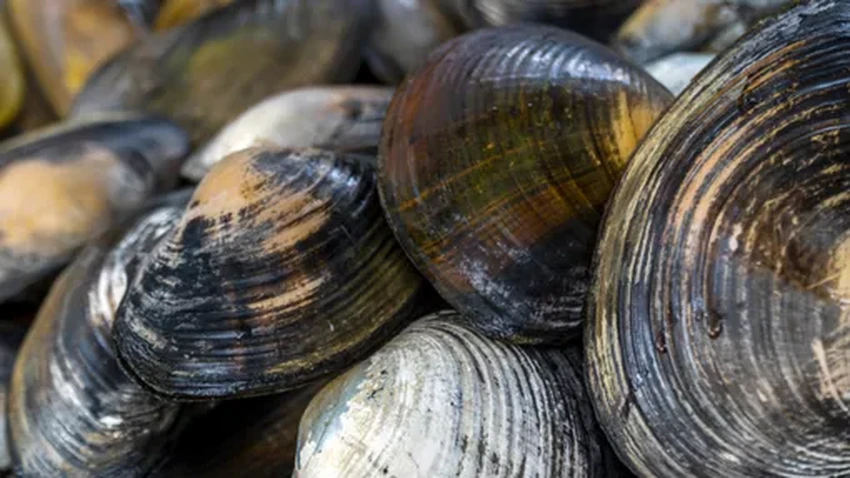 Победители в гонке за вечность: кто живет на Земле тысячи лет