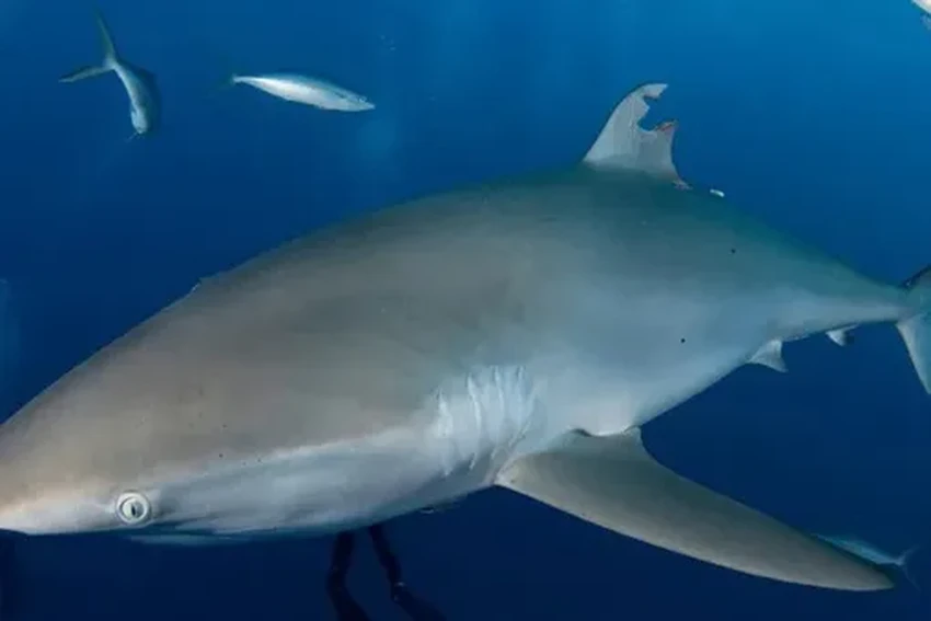 Почему гибнут акулы: цена плавников выше, чем мы думали