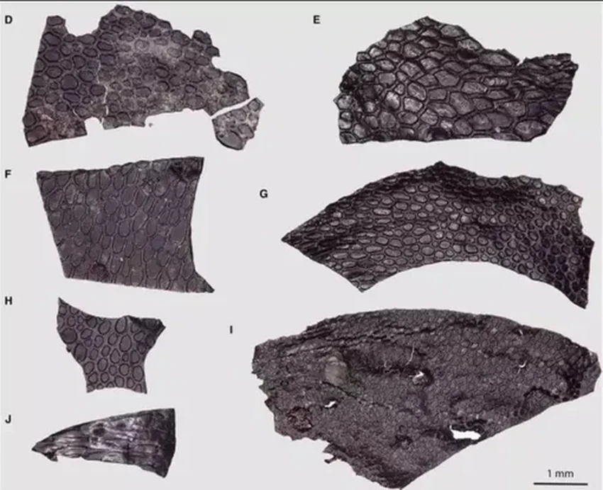 Найдена кожа возрастом 288 млн лет: как выглядел покров древних рептилий?