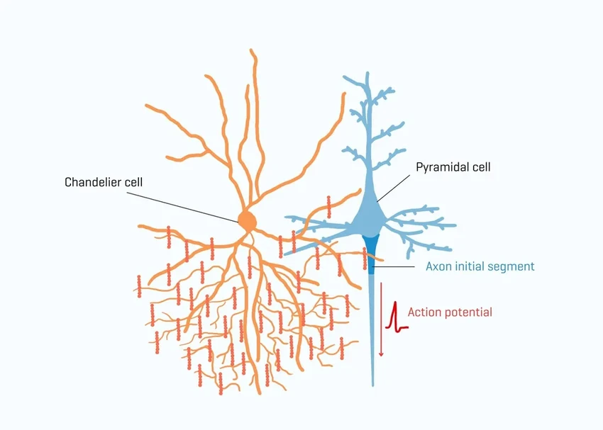 Канделябры мозга: как нейроны зажигаются от новизны