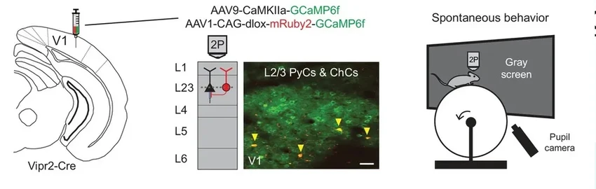 Канделябры мозга: как нейроны зажигаются от новизны