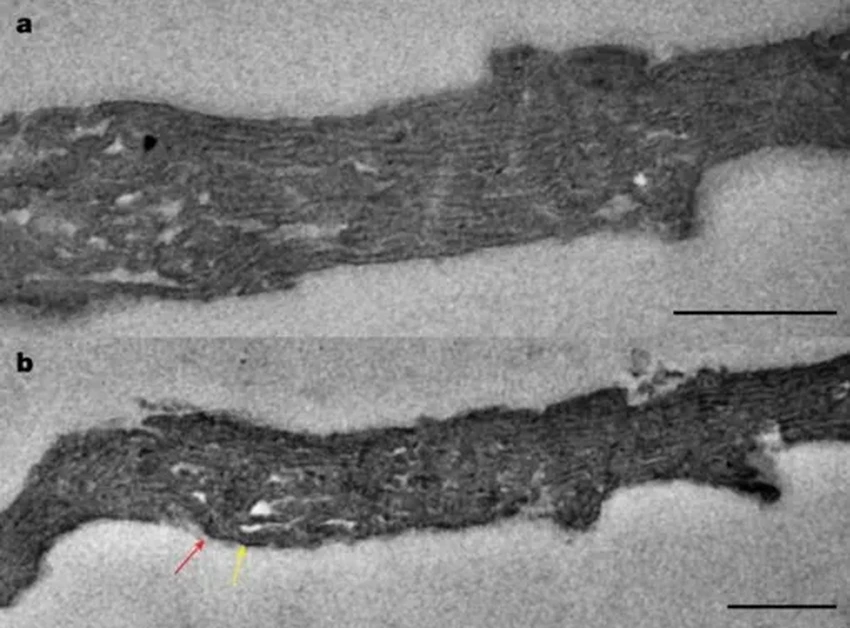 В камнях возрастом 1,75 млрд лет нашли древнейшие следы фотосинтеза