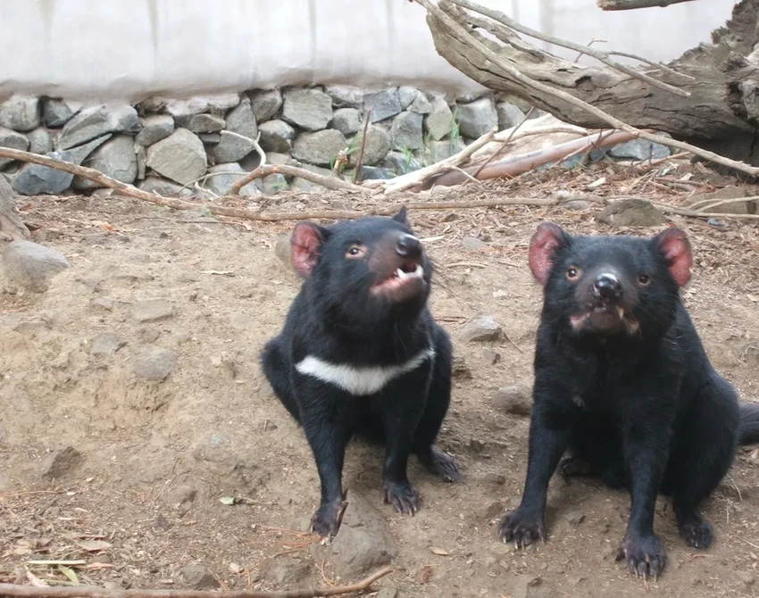 Исчезновение дьяволов меняет ДНК кволлов: эволюция на скорости