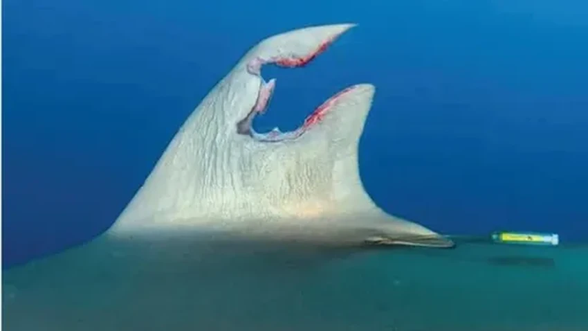 Удивительная регенерация: как шелковая акула восстановила поврежденный спинной плавник