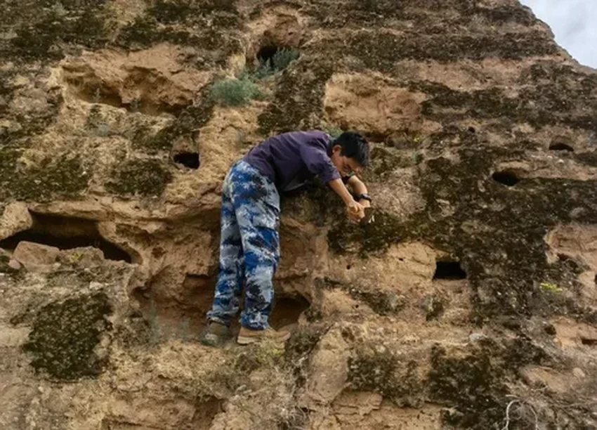 Биокорка из мха: как живая «кожа» защищает Великую Китайскую стену