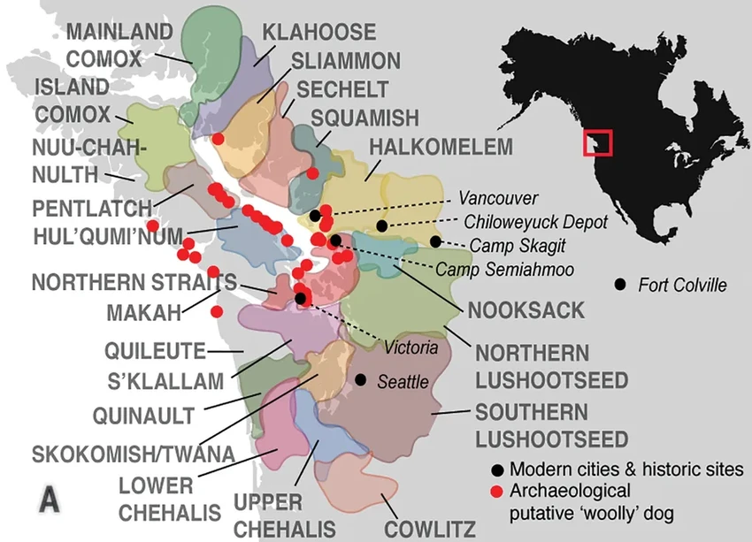 Пес Муттон: как шерсть одной собаки раскрыла тайну древней породы