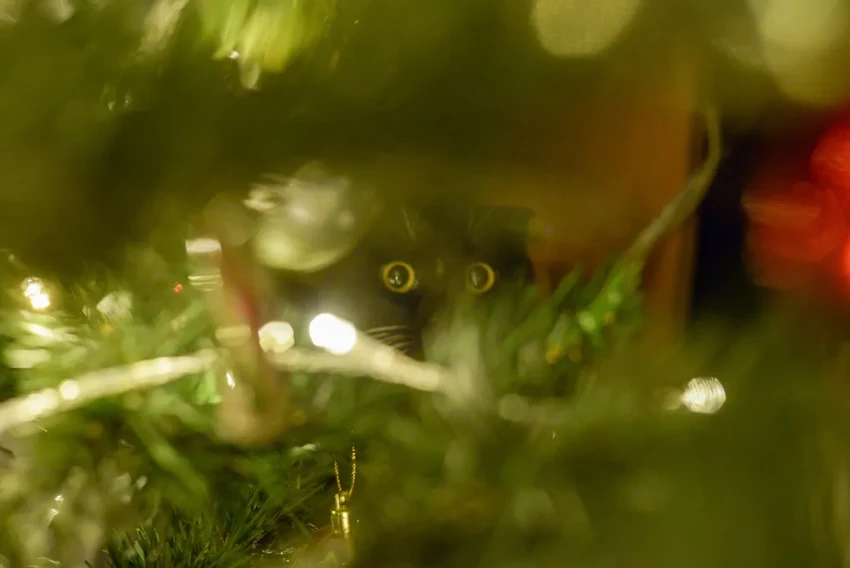 Как уберечь новогоднюю елку от кота: эффективные способы и советы