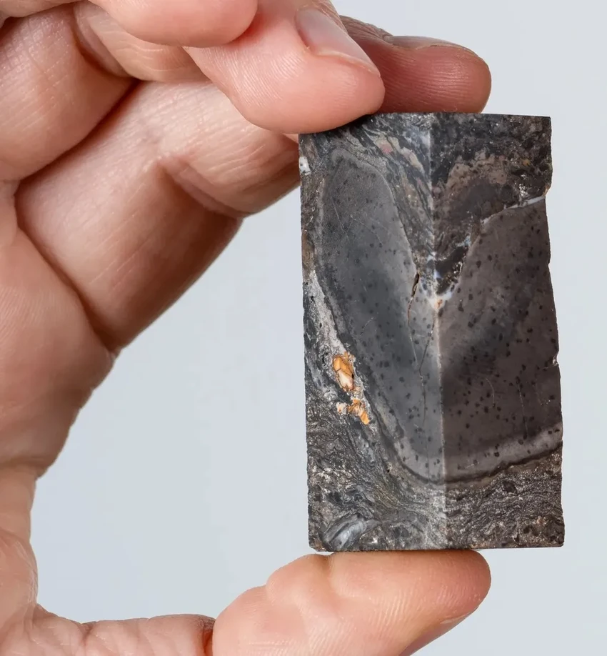 Прототакситы: вымершая ветвь жизни, непохожая ни на что