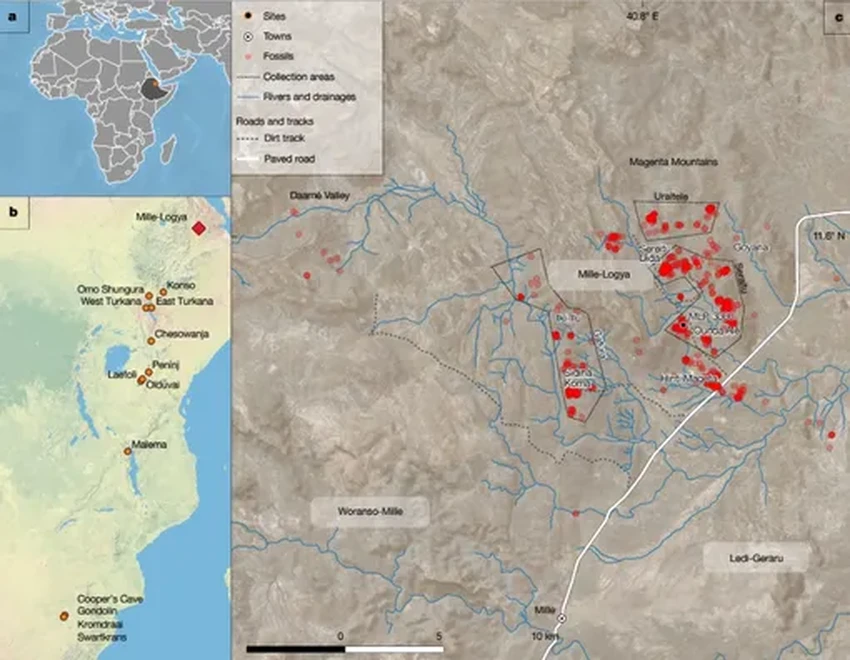 Найдена челюсть парантропа: «человек-щелкунчик» жил 2,6 млн лет назад