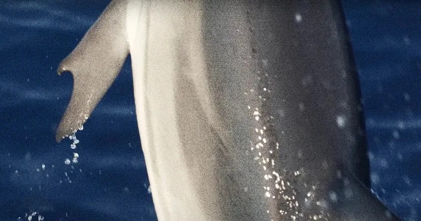 В Греции нашли уникального дельфина с плавниками, похожими на большие пальцы