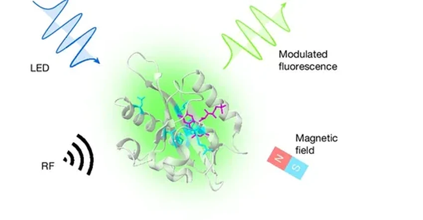 Учёные создали белок, который светится по магнитной команде внутри организма