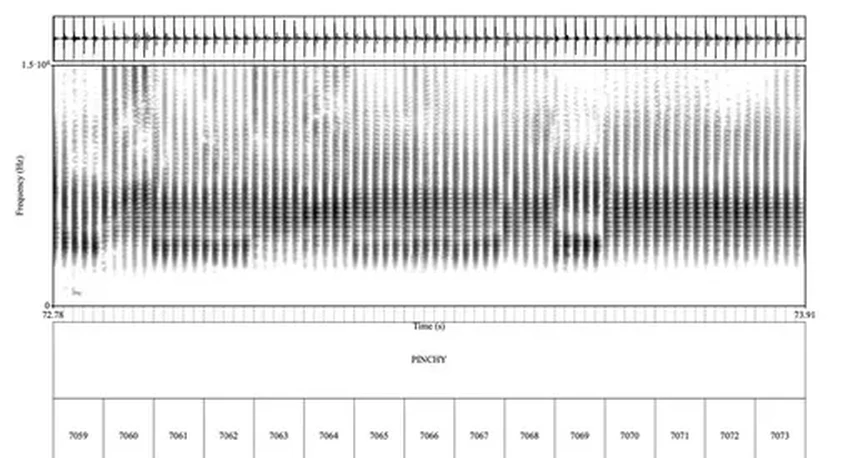 Кашалоты общаются гласными? Удивительное открытие о языке китов
