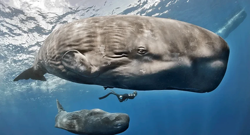 Кашалоты общаются гласными? Удивительное открытие о языке китов