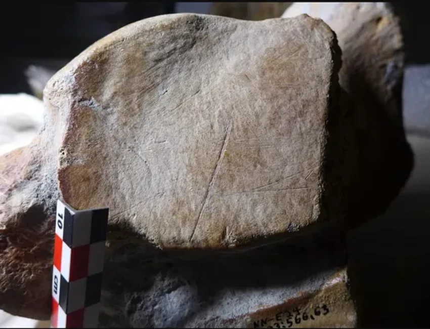 Неандертальцы охотились на слонов крупнее мамонтов