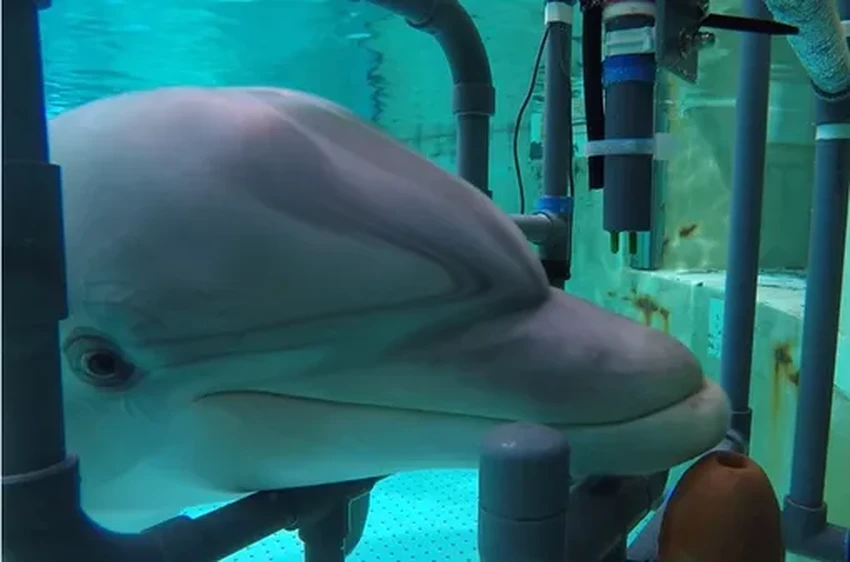 Тайное чувство дельфинов: как они находят добычу электричеством