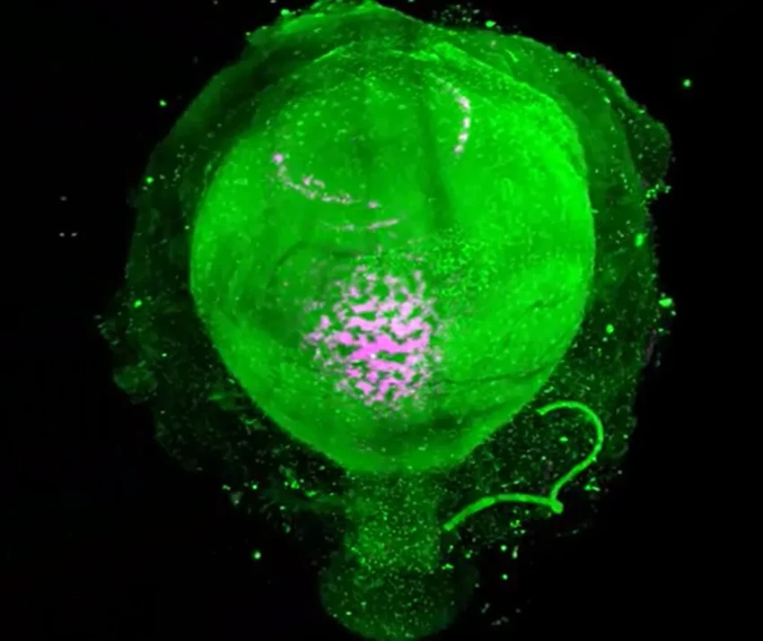 Перепрограммирование клеток сетчатки: как учёные учатся восстанавливать зрение