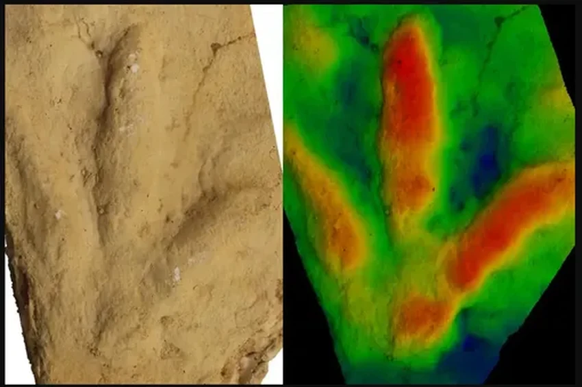 Загадка древних следов: кто оставил птичьи отпечатки за 60 млн лет до птиц