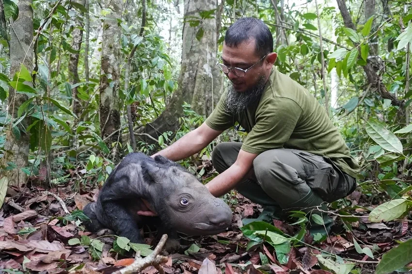 В Индонезии родился редчайший суматранский носорог: надежда для вида