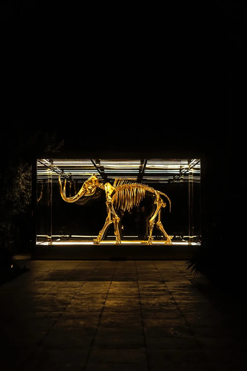 Челюсть мамонта возрастом 10 000 лет найдена в реке Флориды