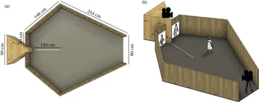 Африканские пингвины узнают друг друга по уникальным пятнам на груди