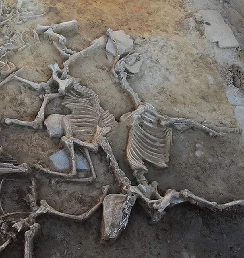 Тайна Касас дель Туруньюэло: зачем древние иберы массово приносили в жертву лошадей