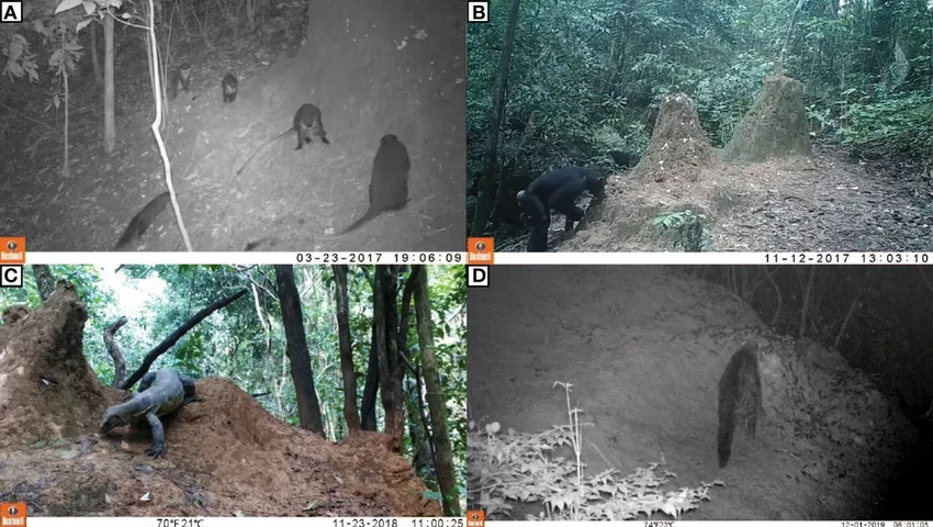 Как шимпанзе выбирают время для рыбалки на термитов