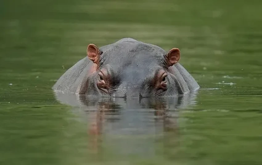 Наследие Эскобара: как Колумбия будет бороться с нашествием бегемотов