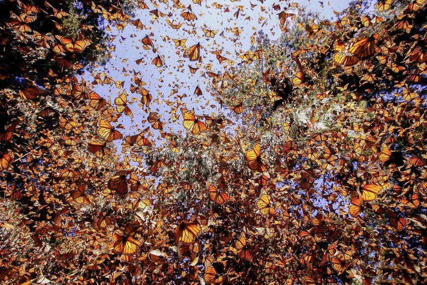 17 самых необычных деревьев планеты: от баобаба до радужного эвкалипта