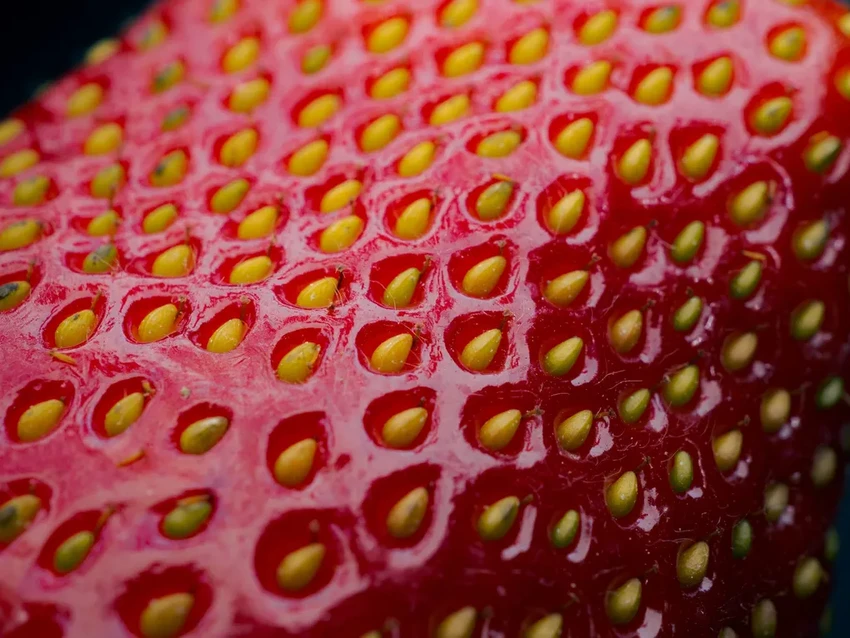 Клубника против деменции: как ягода помогает сохранить память после 50