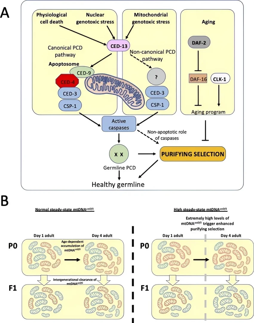 Как механизм клеточной смерти ведет к долгой и здоровой жизни