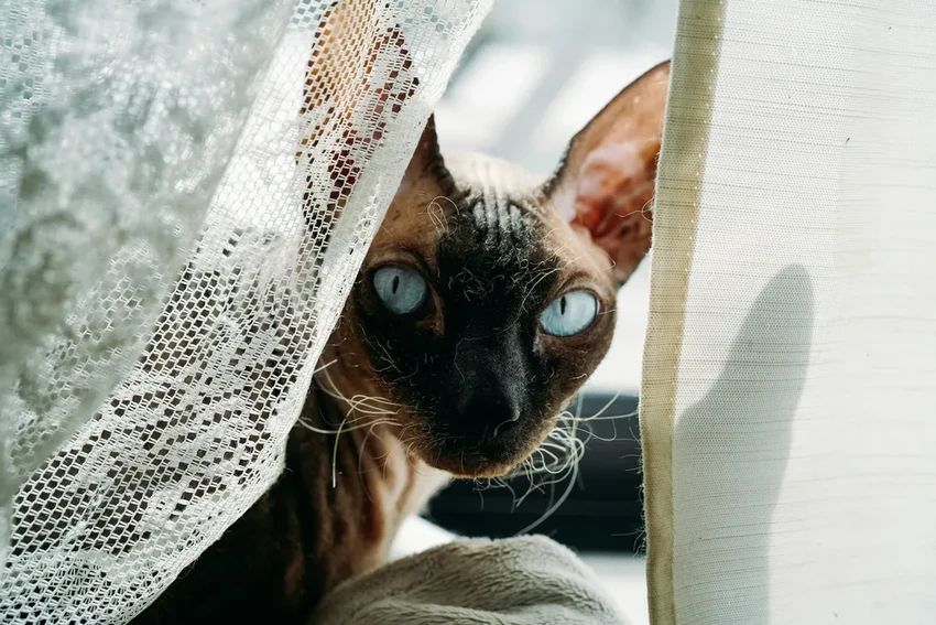 Как отучить кошку царапать и лазать по шторам: 12 рабочих способов