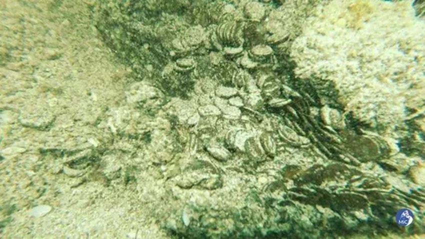 У берегов Сардинии дайверы нашли клад: десятки тысяч древнеримских монет