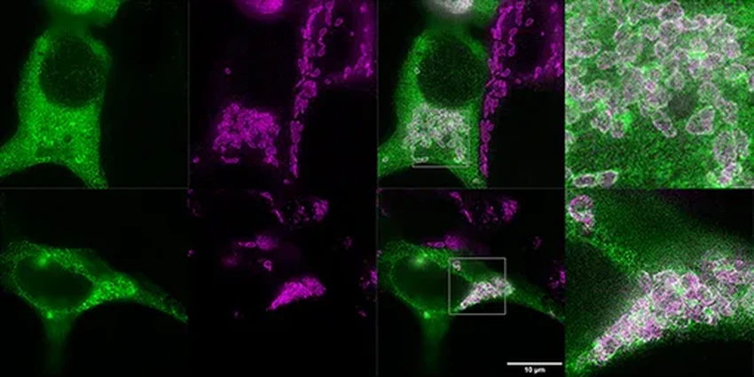 Ген от денисовцев: как древняя ДНК влияет на депрессию сегодня