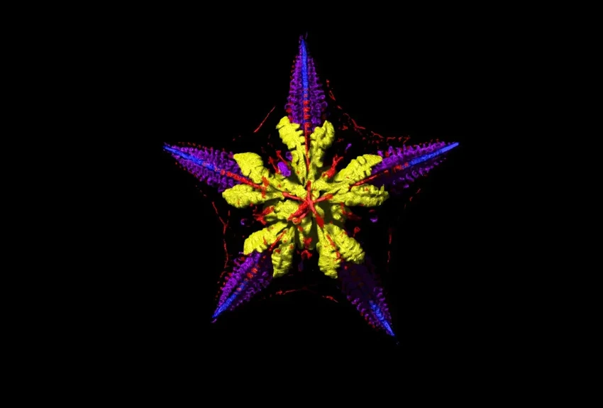 Морская звезда — это одна большая голова? Шокирующее открытие учёных