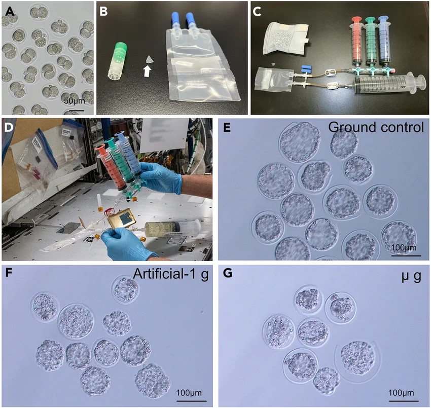 Мышиные эмбрионы вырастили в космосе. Что это значит для будущего человечества?