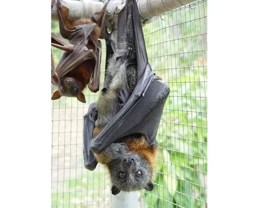 Вирус Нипах: почему несколько случаев вызывают большую тревогу ученых