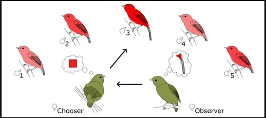 Почему самки выбирают необычных самцов? Секрет в социальном обучении