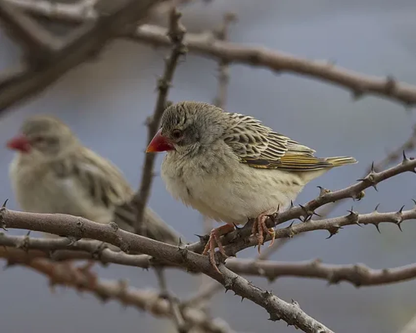 В Танзании уничтожили 5 миллионов птиц для спасения урожая