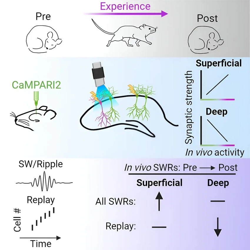 Как мозг учится: забывание оказалось важной частью формирования памяти