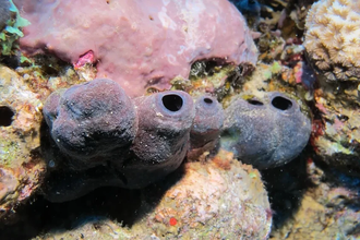 Ядовитый щит губок: как молибден защищает древних обитателей моря от хищников