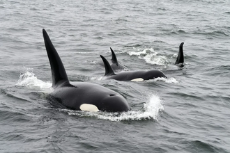 Почему косатки атакуют лодки? Новая теория об обучающих «игрушках»
