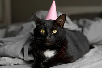 Первая в мире антивозрастная добавка для кошек создана в России