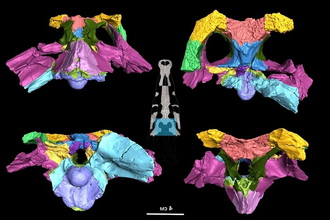 Учёные восстановили мозг древнего предка крокодилов — кансайзуха