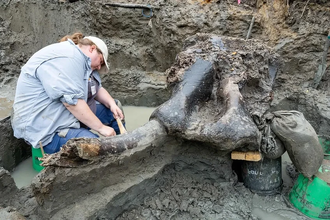 В Айове впервые нашли полный скелет мастодонта возрастом 13 600 лет