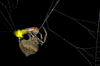 Пауки-кругопряды подделывают сигналы светлячков для смертельной охоты