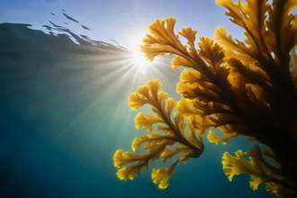 Бурые водоросли как основа для лекарств: создан новый биосорбент