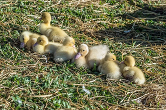 Генетическая трансформация: как динозавры пережили астероид и стали птицами