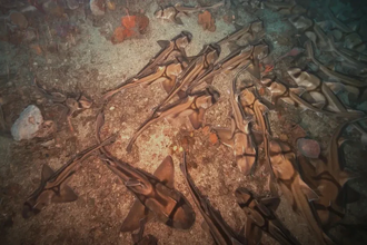 Загадка морского дна: тысячи самок бычьих акул спят вместе в австралийском заливе